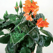 Crossandra infundibuliformis