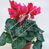 Cyclamen persicum