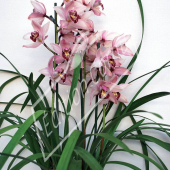 Cymbidium hybrides