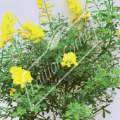 Cytisus scoparius