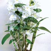 Dendrobium nobile