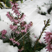 Erica carnea