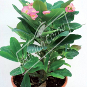 Euphorbia milii