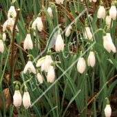 Galanthus nivalis