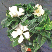 Gardenia jasminoides