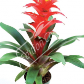 Guzmania lingulata