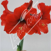 Hippeastrum hybrides