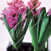 Hyacinthus orientalis