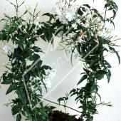 Jasminum polyanthum