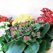 Kalanchoe blossfeldiana