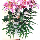 Lilium hybrides