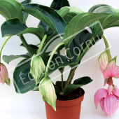 Medinilla magnifica