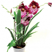 Miltonia hybrides