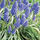 Muscari armeniacum