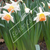 Narcissus hybrides