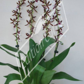 Odontoglossum hybrides