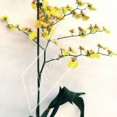 Oncidium hybrides