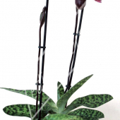 Paphiopedilum hybrides