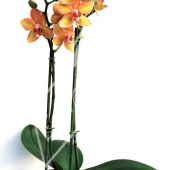 Phalaenopsis hybrides