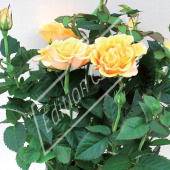 Rosa hybrides