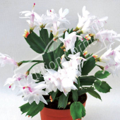 Schlumbergera hybrides