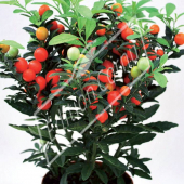 Solanum pseudocapsicum