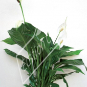 Spathiphyllum hybrides