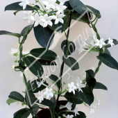 Stephanotis florinbunda