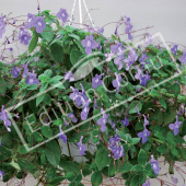 Streptocarpus hybrides