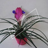 Tillandsia cyanea