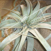 Tillandsia xerographica