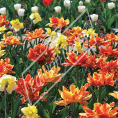 Tulipa hybrides