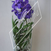 Vanda hybrides