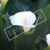 Zantedeschia aethiopica