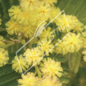 Acacia dealbata