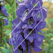 Aconitum carmichaelii