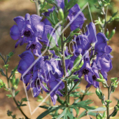 Aconitum napellus