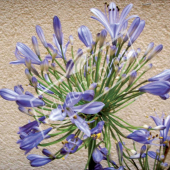 Agapanthus praecox