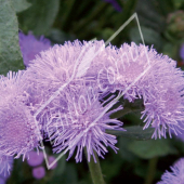 Ageratum houstonianum