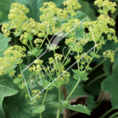 Alchemilla mollis