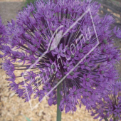 Allium giganteum