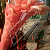 Alpinia purpurata