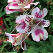 Alstroemeria hybrides