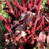 Amaranthus cruentus