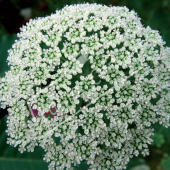 Ammi majus