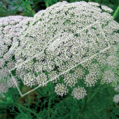 Ammi visnaga