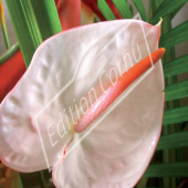 Anthurium andreanum