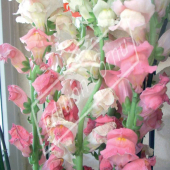 Antirrhinum majus