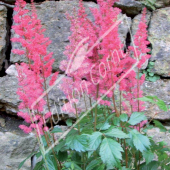 Astilbe chinensis