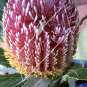 Banksia baxteri